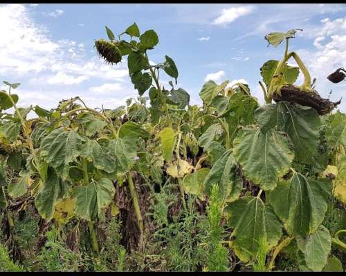 Se Venden 180 Has Zona Soledad.