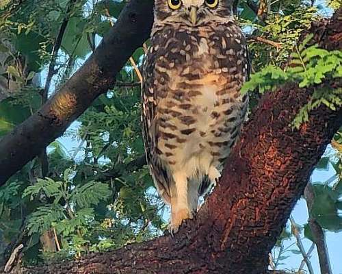 En Alquiler 165 Has Ganaderas. Buen Precio