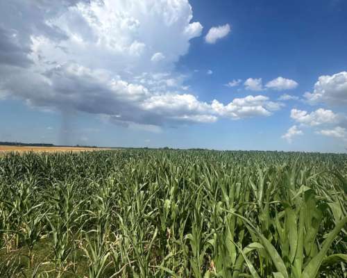 Campo 185 Hectáreas Agricolas Rueda ( Santa FE)