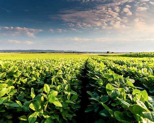 Vendo 400 Has 100 % Agrícolas al SUR de Fraga, San Luis