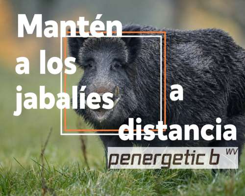 Penergetic B ZV y WV