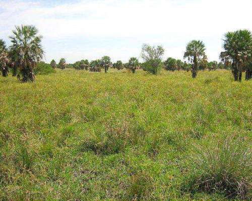 Campo en Formosa 2000 Ha Mejoras Completas , 25 % Menos .