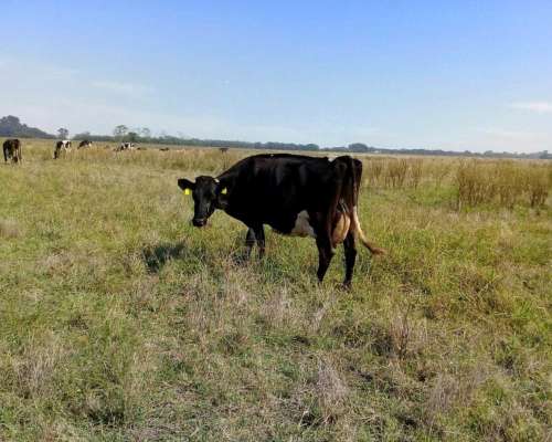 Tambo:comercializamos Rodeos Lecheros Holando y SUS Cruzas