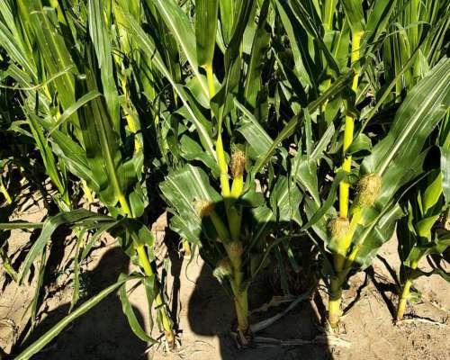 Vendo 210 Has en Villa Maria