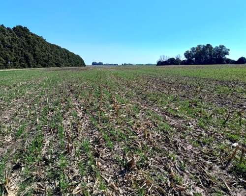 5 Has Agrícolas Sobre Ruta, Hermoso Entorno, Baradero