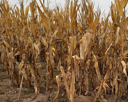 1000 Ha Agrícolas en Otumpa. Santiago del Estero.