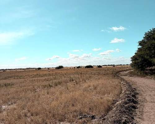 212 Ha Algarrobo Sobre Ruta 22