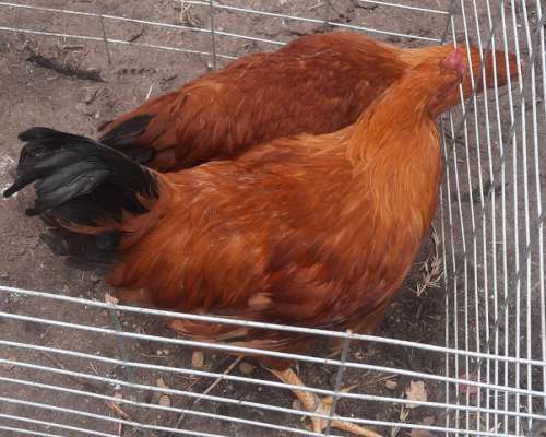 Gallos Puros de Raza New Hampshire