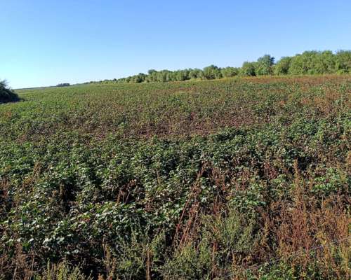 Campo Mixto Agrícola-ganadero en Venta – Dpto. 9 de Julio