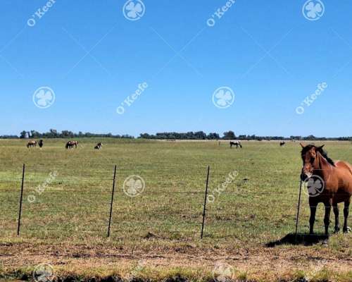 Campo Mixto en Venta 90 Has en Ranchos, con Buen Acceso