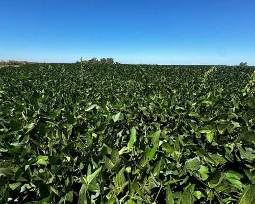 Campo Agrícola 163 Hectáreas Suelo Urquiza 1