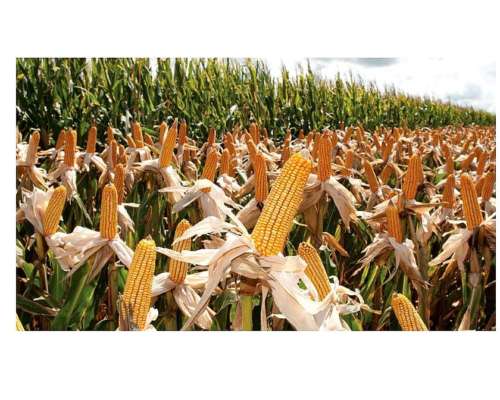 3000 Has Excepcionales con Riego en la Provincia de Córdoba.