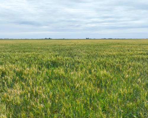 Pcia. de Santa FE - Wheelwright 511 Has