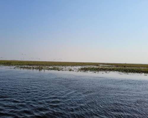 Campo para Búfalos o Ganado Vacuno en Concepcion Corrientes