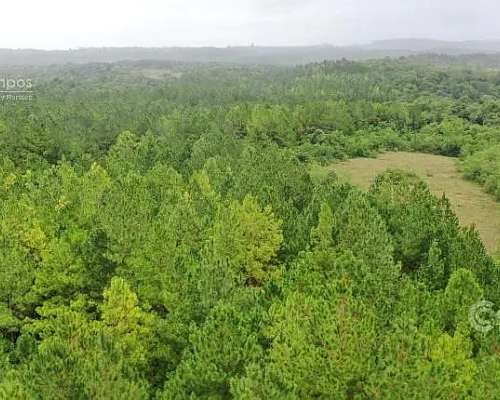 Se Vende 60 Ha con Pino y Arroyo Misiones.