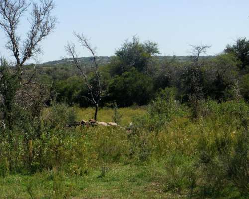 Campo 47 Ha en Renca, San Luis