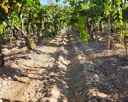 Finca 40 Has - Chapanay - Mendoza (permuta/financia)