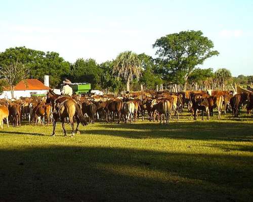 Campo Mixto de Gran Escala en Federal, Entre Ríos