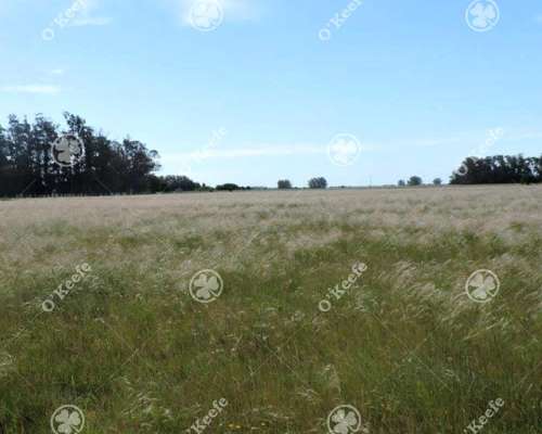 Campo en Venta 57 Has Punta Indio. Ganadero y Disfrute