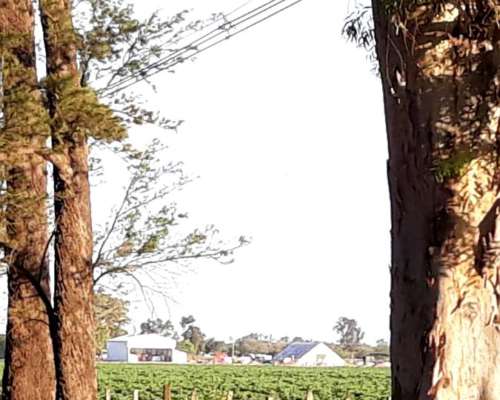 1200 Has. con Riego al SUR de Santiago.