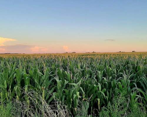 20 Has Agrícolas en Pearson