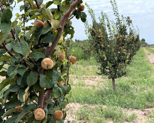 Finca 45ha Chapanay, Dos Pozos, Cultivos y Parte para Chacra