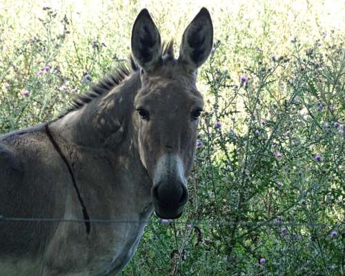 Burros de Raza Provenza