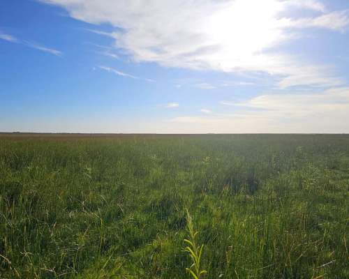 Campo Mixto Venta 90 Ha Saladillo