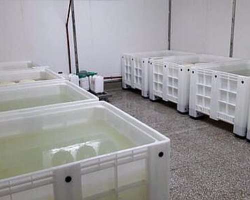 Binz Plásticos para Saladero - Quesería