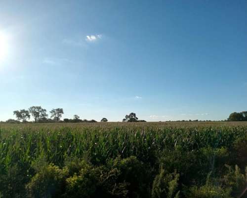 Venta 29,5 Ha Agrícolas en Capilla de Sitón