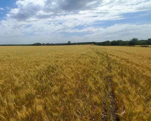 Campo Agricola de 120 Hectáreas