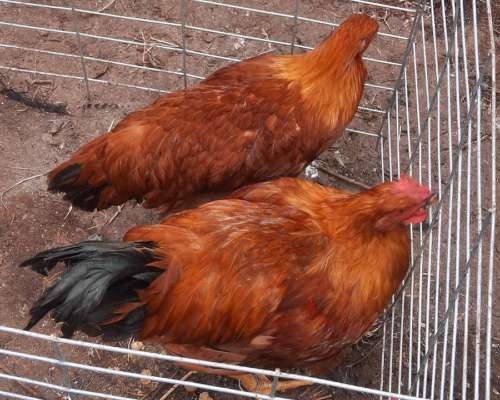 Gallos Puros de Raza New Hampshire