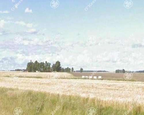Campo en Venta de 190 Has en Tres Arroyos. Agricola