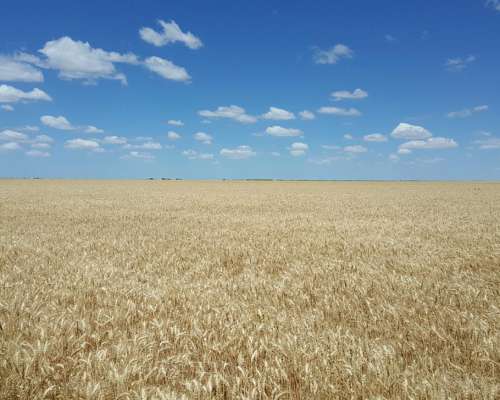 Sudoeste Pcia BS AS Campo Bajo Riego