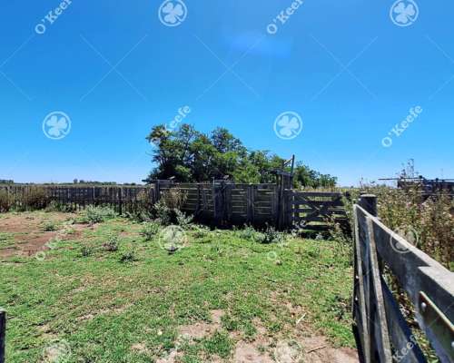 Campo Mixto en Venta 90 Has en Ranchos, con Buen Acceso