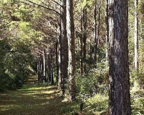 Campo Ganadero Forestal. 215 Ha con 120 Ha de Pino 15 Años