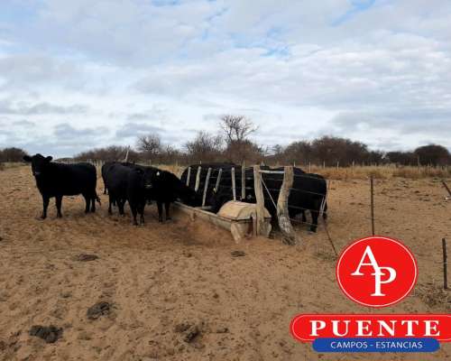 En Venta 3100 HA. Victorica, la Pampa