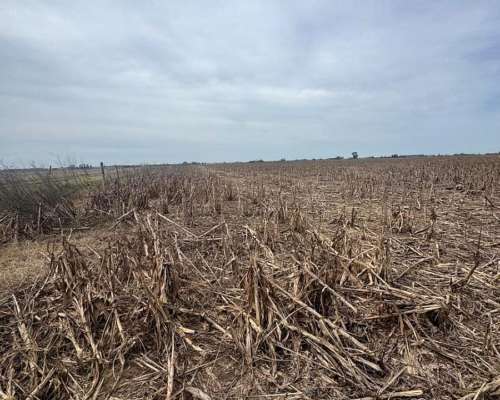 Campo Mixto 231 Hectáreas