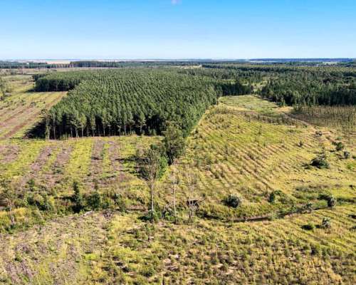 458 Hectáreas con 180 HA. Forestadas