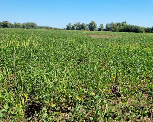 Mercedes. Oportunidad 13 Has Agrícolas . Excelente Ubicación