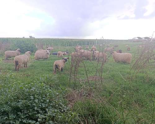 Majada General Completa Cruza PP