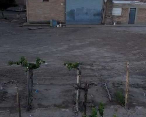 Finca 8has - PIE de Palo - Caucete - San Juan