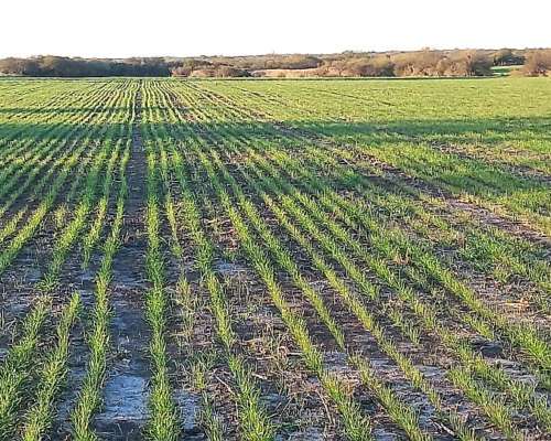 Campo Agricola 40 Hectáreas San Salvador Entre Rios