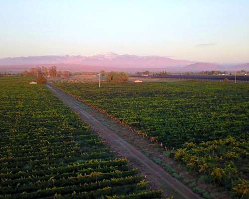 51 Hectáreas de Viñedo en Mendoza Argentina