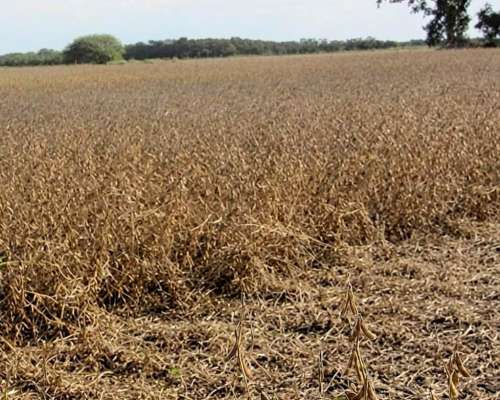 Campo 532 Ha en Santa FE. Agrícola