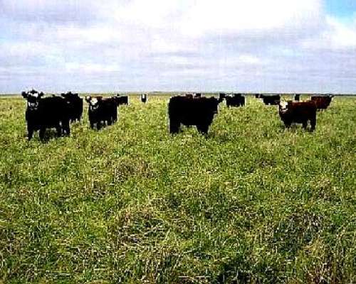 Campo Agrícola, Sobre Acuífero Dulce, Puan Prov BS AS