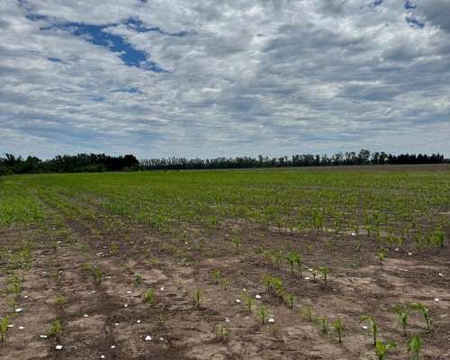 Campo de 65 Hectáreas Agrícolas