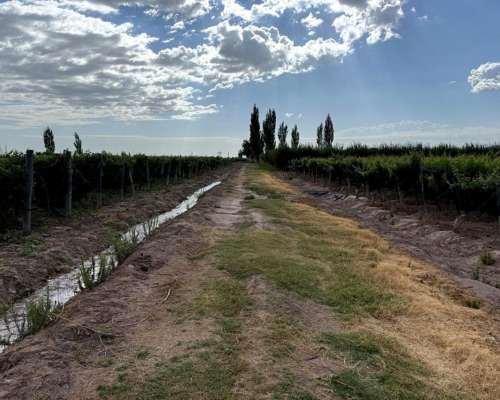 Finca 21.5 Ha en San Roque, Maipú