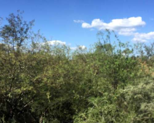 Bandera (sgo. del Estero) -972 Has.- para Desarrollar-