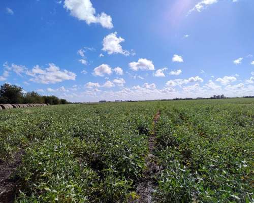 Vendo 82 Has en Zona Pueblo Cazes Villa Elisa ER